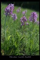 Orchis militaris3
