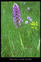 Orchis militaris9