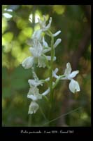Orchis provincialis2