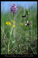 Orchis simia & Ophrys drumana