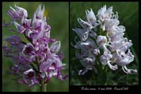 Orchis simia2