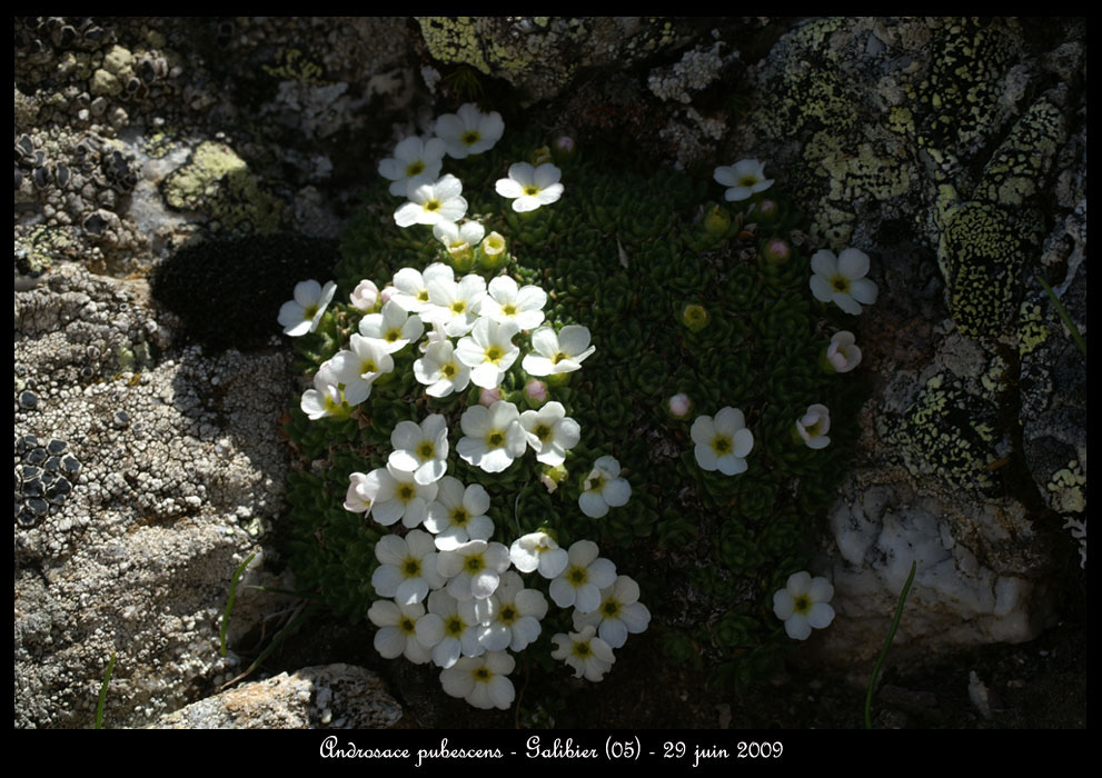 Androsace-pubescens5