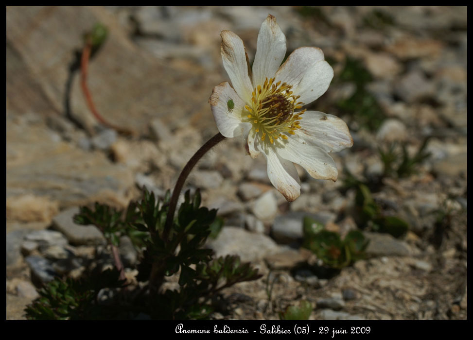 Anemone-baldensis2