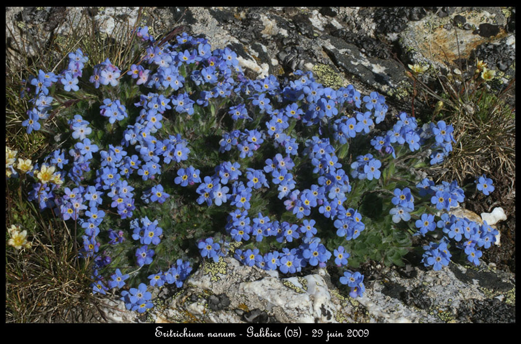 Eritrichium-nanum11