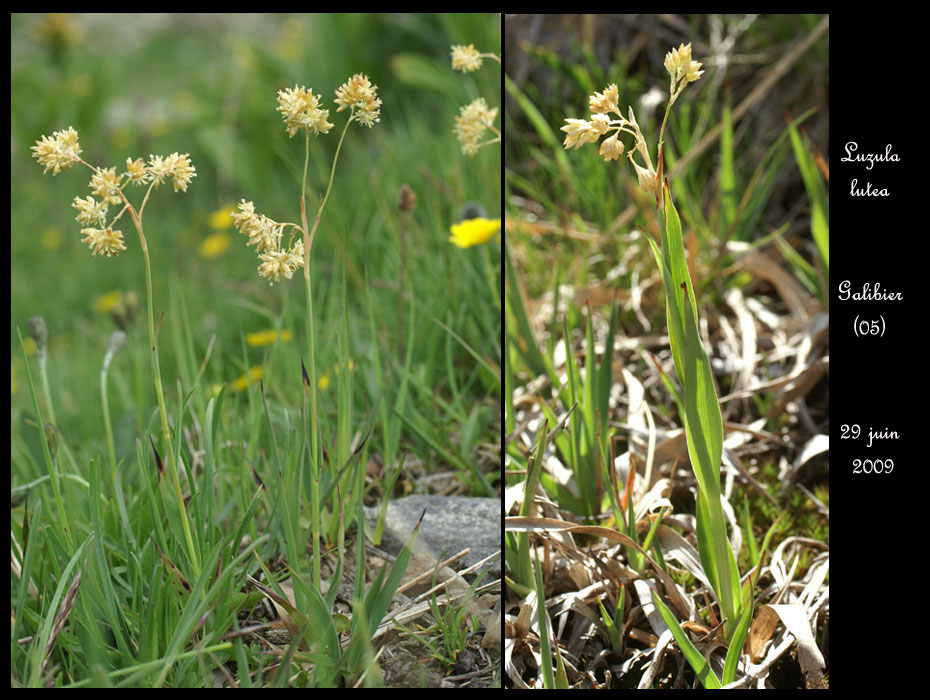 Luzula-lutea