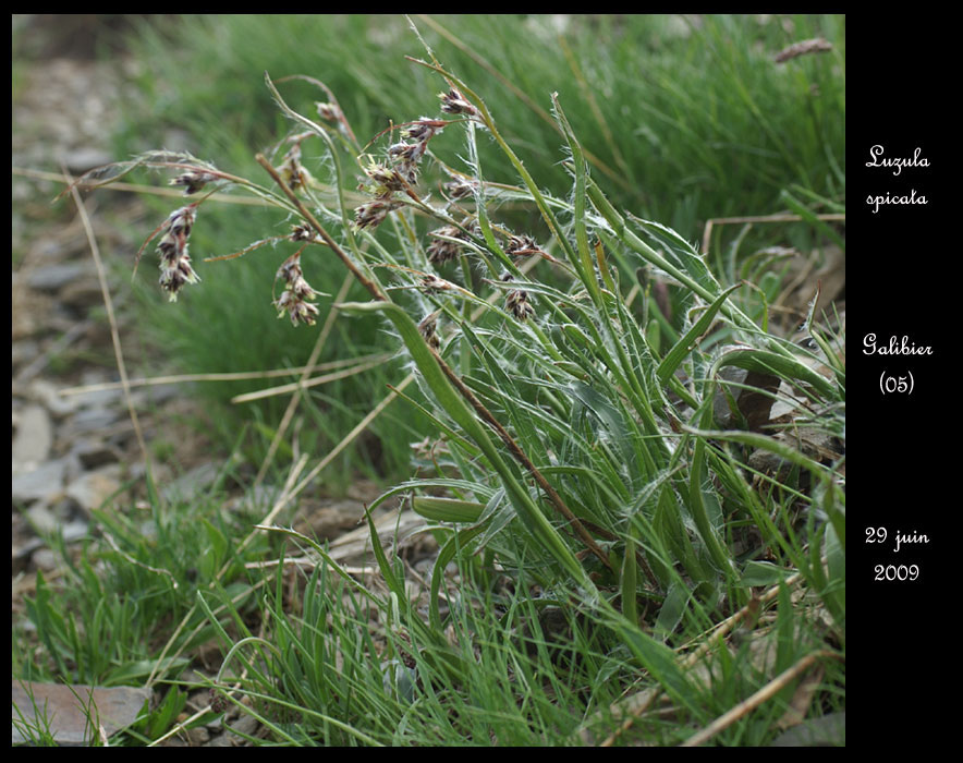 Luzula-spicata