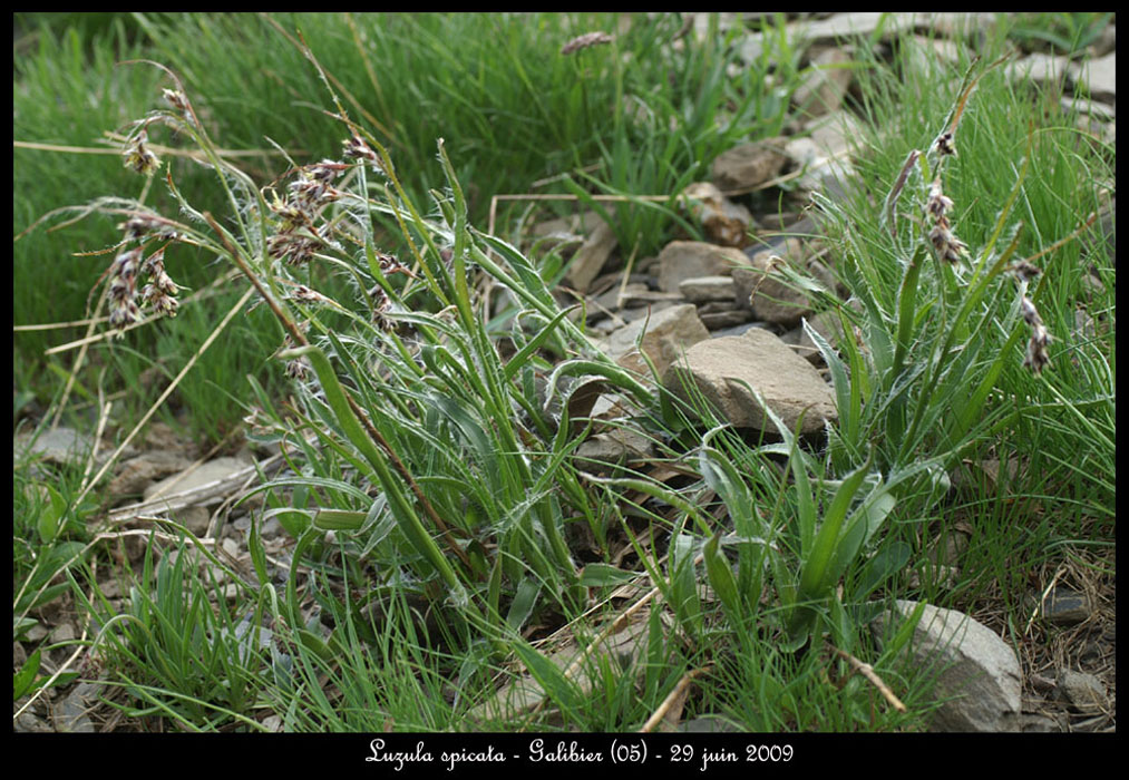 Luzula-spicata2
