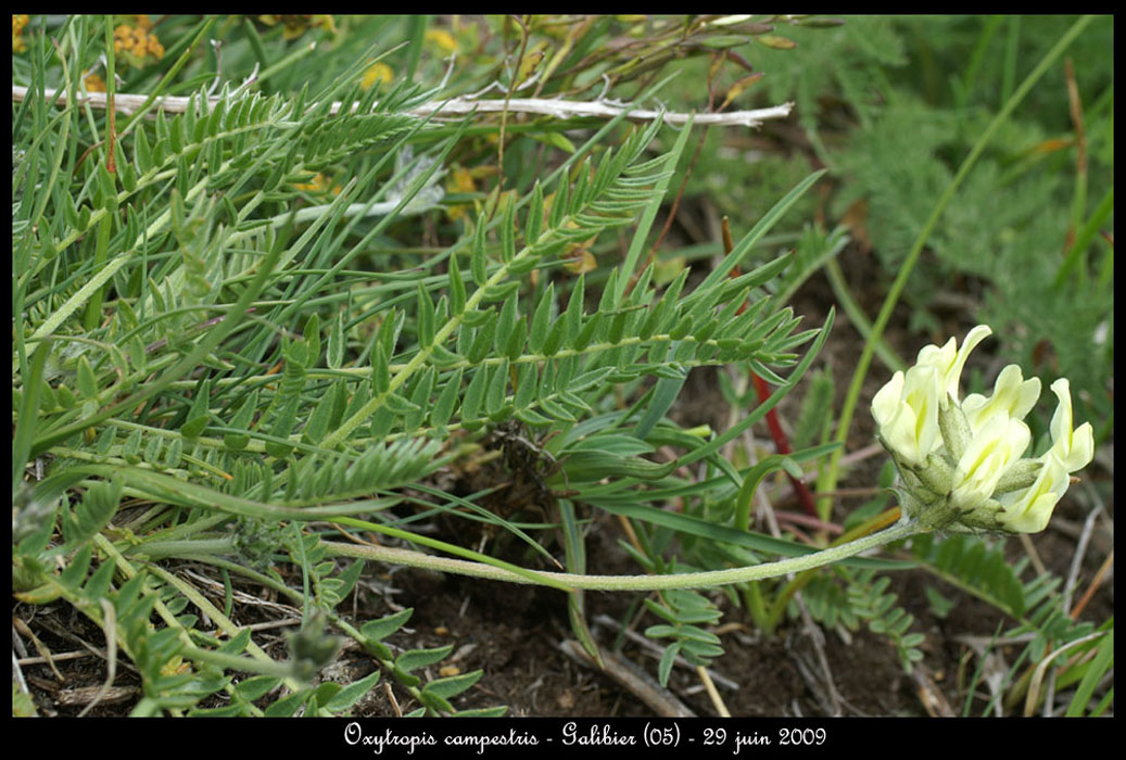 Oxytropis-campestris