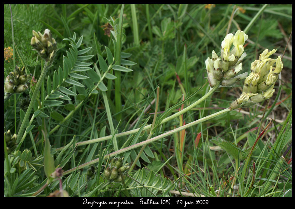 Oxytropis-campestris2