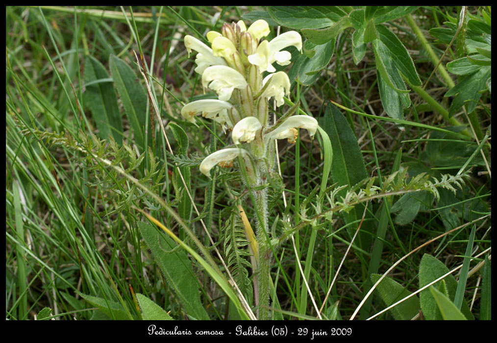 Pedicularis-comosa