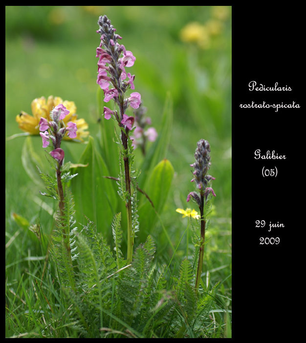 Pedicularis-rostrato-spica2