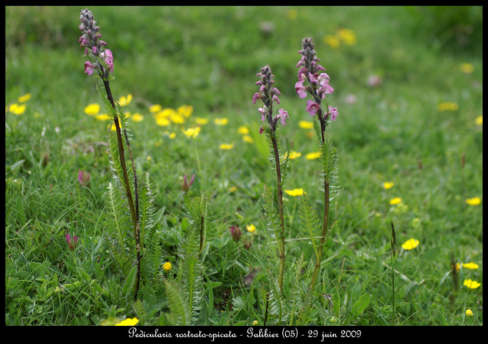 Pedicularis-rostrato-spicat