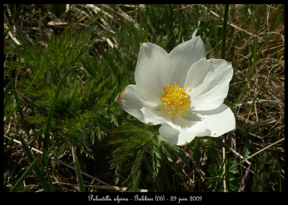 Pulsatilla-alpina2