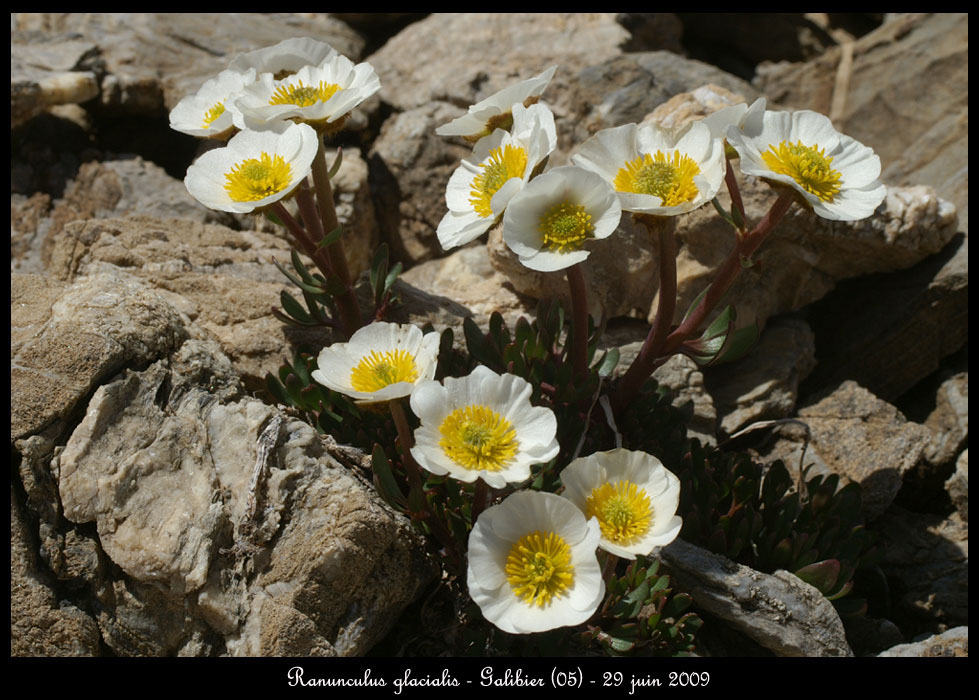 Ranunculus-glacialis