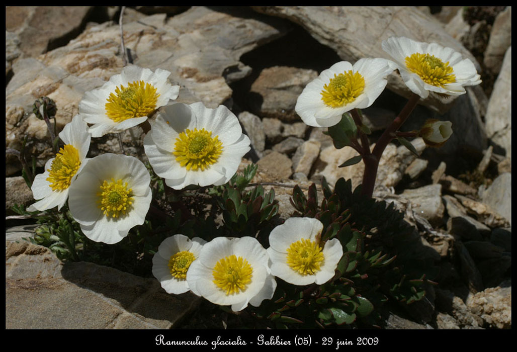 Ranunculus-glacialis2