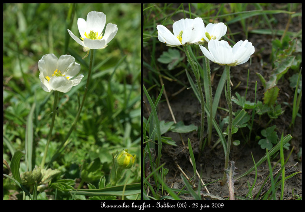 Ranunculus-kuepferi