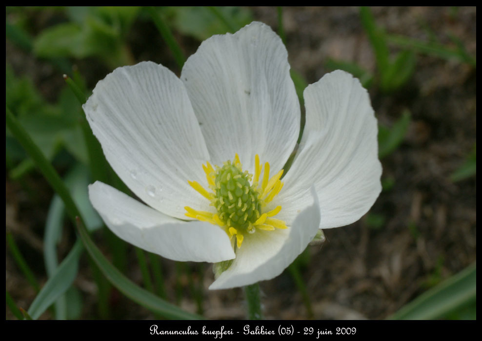 Ranunculus-kuepferi2