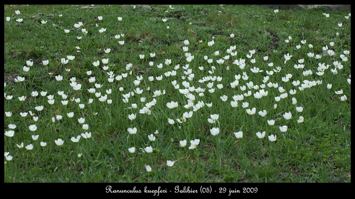 Ranunculus-kuepferi3