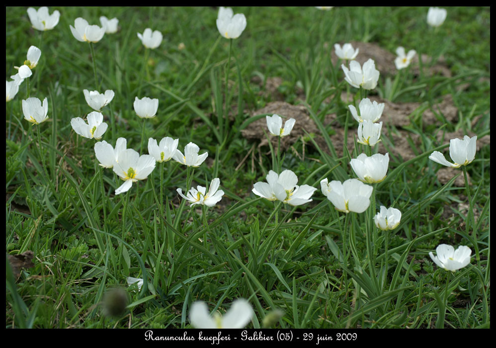 Ranunculus-kuepferi4
