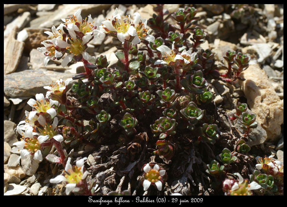 Saxifraga-biflora