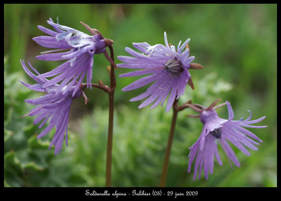 Soldanella-alpina