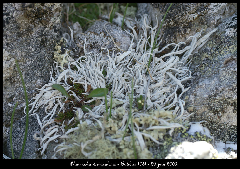 Thamnolia-vermicularis