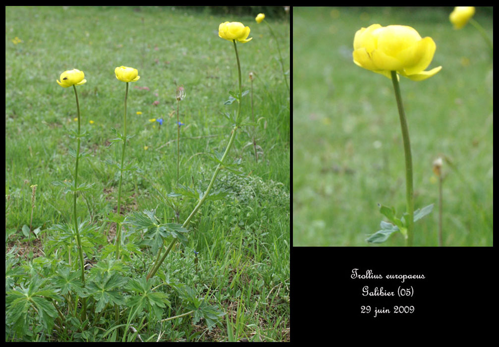 Trollius-europaeus