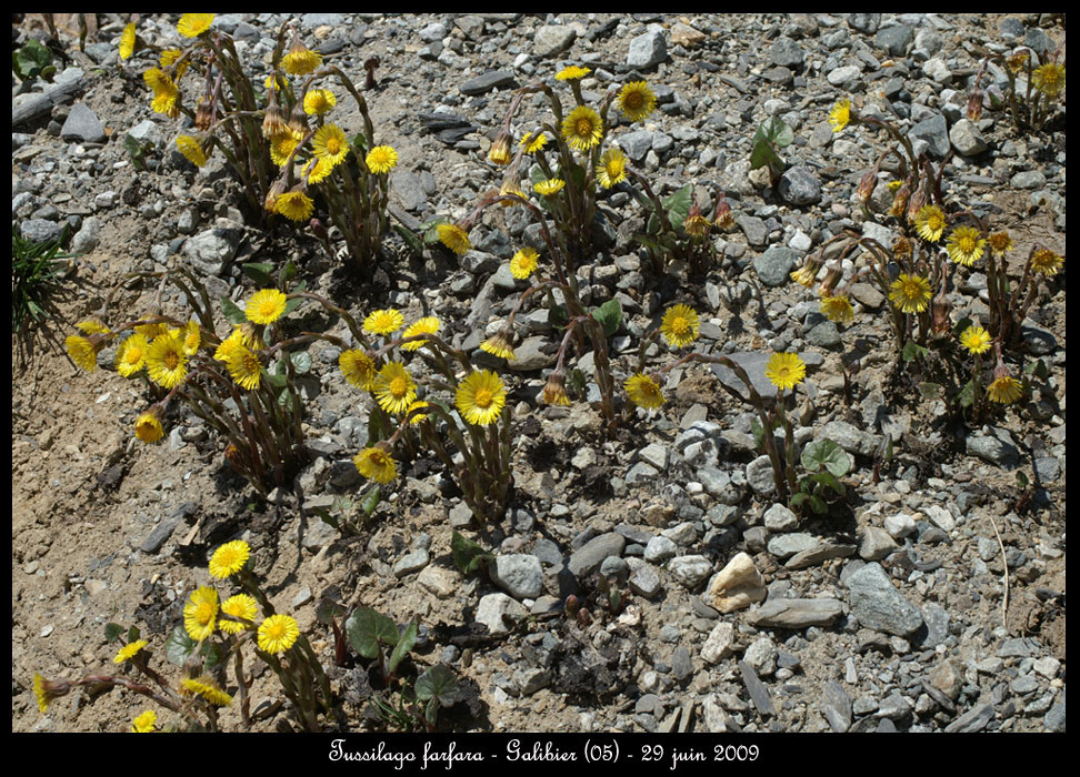 Tussilago-farfara2