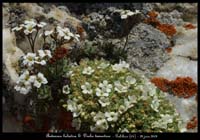 Androsace-helvetica-&-Draba