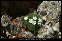 Androsace-pubescens