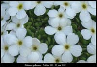 Androsace-pubescens3