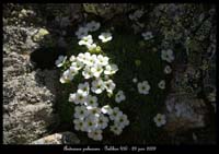 Androsace-pubescens5