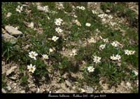 Anemone-baldensis