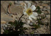 Anemone-baldensis2