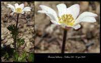 Anemone-baldensis3