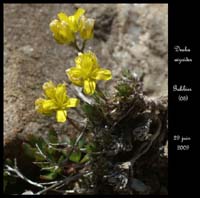 Draba-aizoides