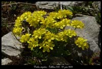 Draba-aizoides4
