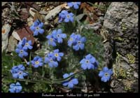 Eritrichium-nanum