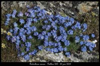 Eritrichium-nanum11
