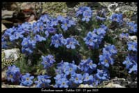 Eritrichium-nanum19