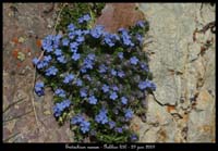 Eritrichium-nanum5