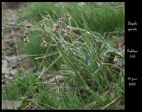 Luzula-spicata