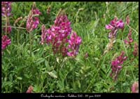 Onobrychis-montana2