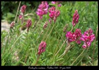 Onobrychis-montana3