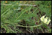 Oxytropis-campestris