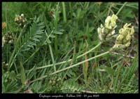 Oxytropis-campestris2