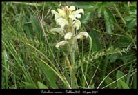 Pedicularis-comosa
