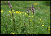 Pedicularis-rostrato-spicat