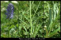 Phyteuma-scorzonerifolia