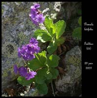 Primula-latifolia